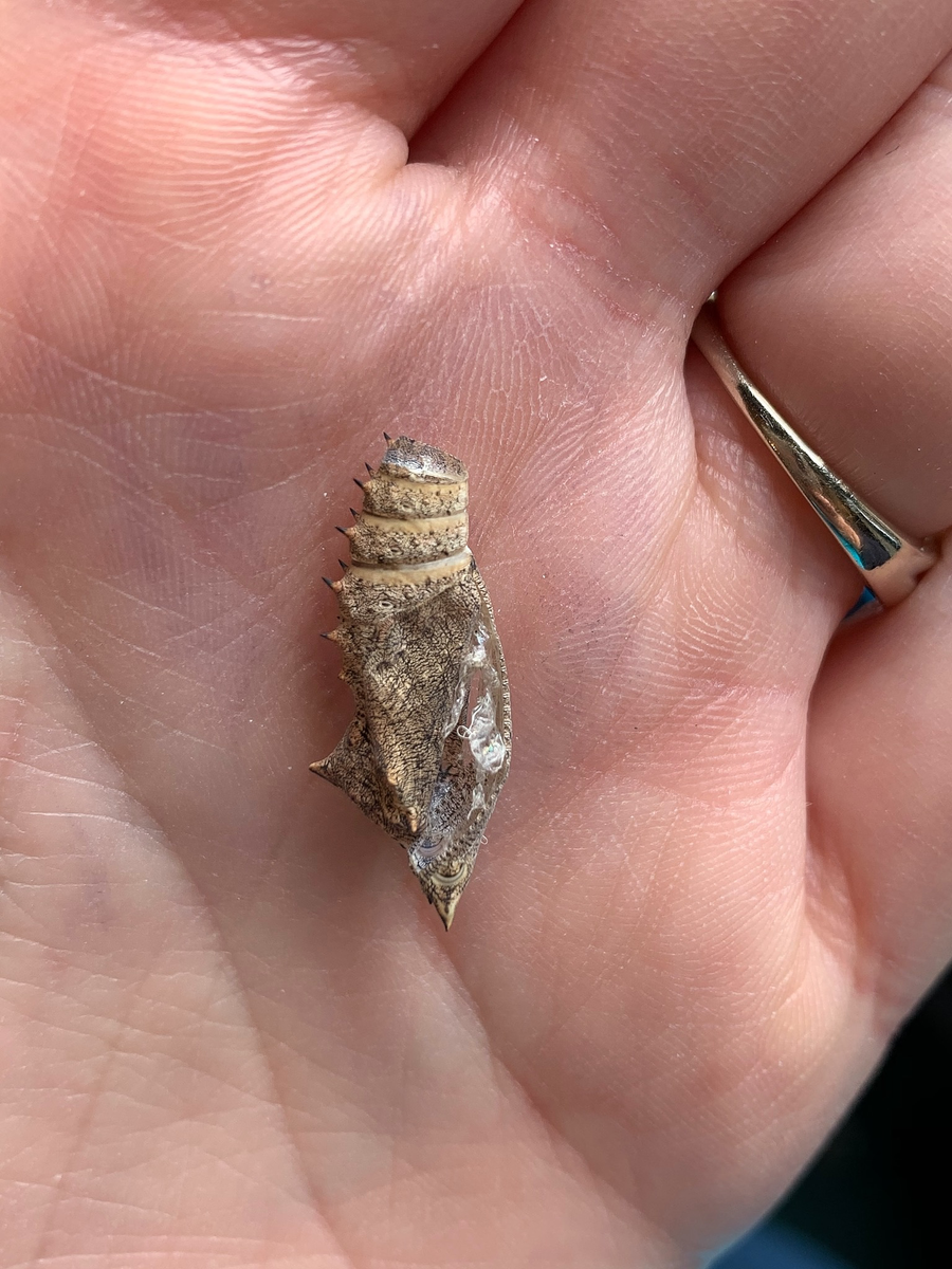 WWTWashington's tweet photo. This beauty was spotted in the visitor centre. It had gone unnoticed until it emerged from its cocoon earlier this week. A pretty peacock butterfly! 

Get more marvellous mini-beast action from this week's #WWTHomeLearning hub 👉🏼 https://t.co/PoEYjv4rk4 https://t.co/zBxpWaZqR1