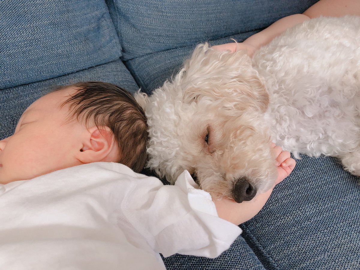 赤ちゃんと犬 赤ちゃんと犬