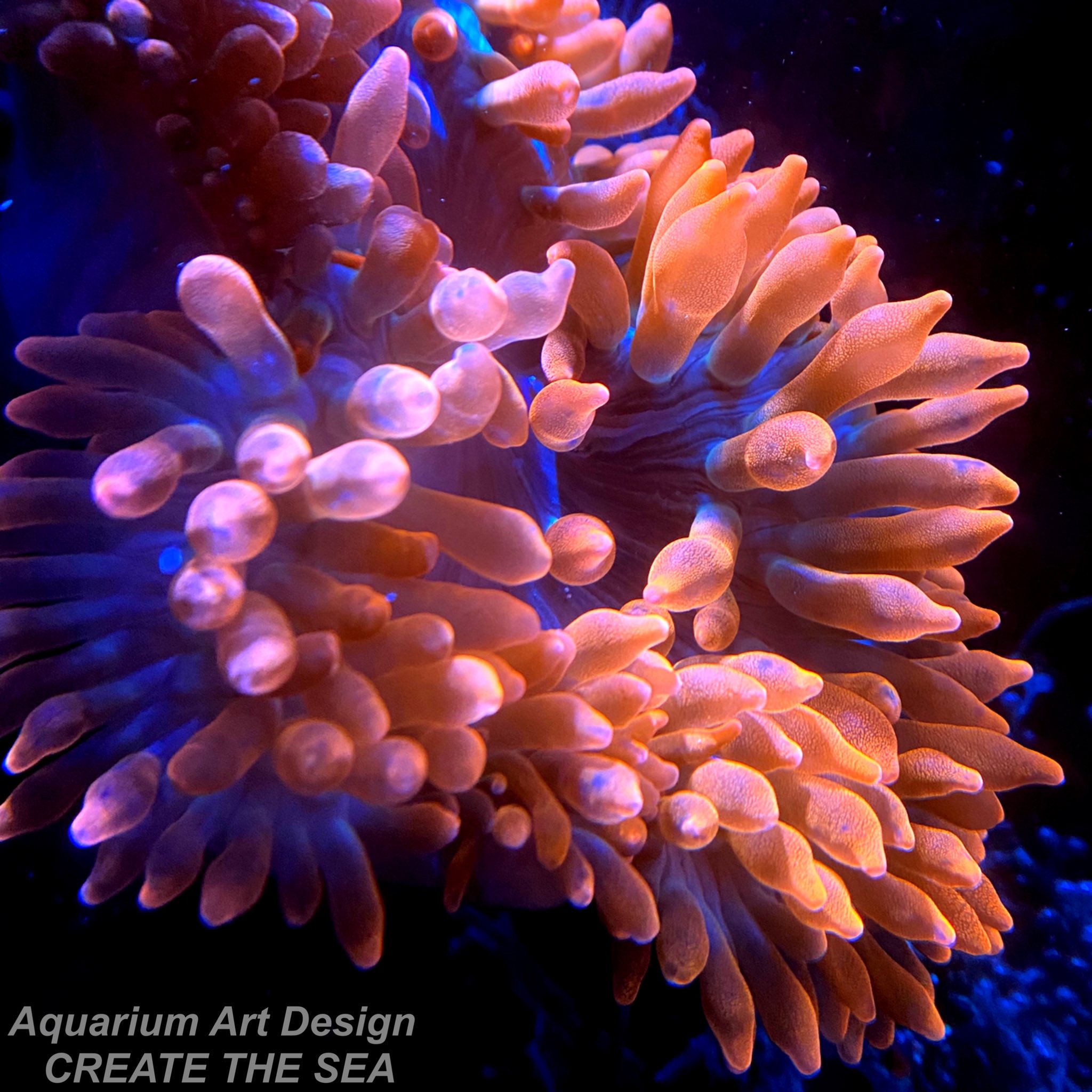公式 Create The Sea クリエイトザシー Cts Coral Collection New Stock 美しいイソギンチャクや サンゴの飼育を いち早くお楽しみください サンゴ通販 イソギンチャク通販 T Co