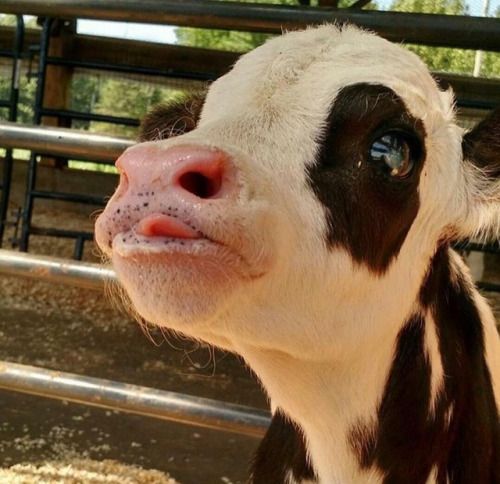 ALF_269's tweet photo. “Each and every animal on earth has as much right to be here as you and me” - A.D. Williams
 
Stop Supporting Animal Cruelty
GoVegan🌎🌱
 
#AnimalRights #GoVegan #EndSpeciesism #Vegan #RosesLaw https://t.co/H5xSteyPQF