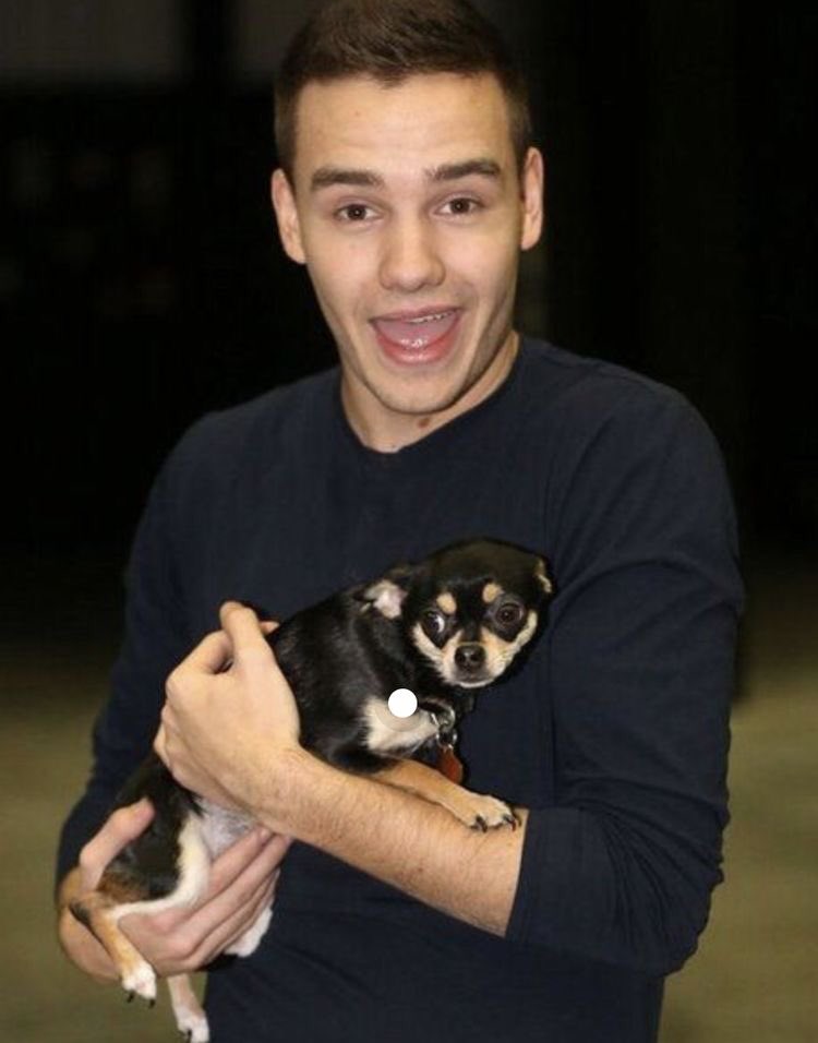Liam Payne with dogs; a very necessary thread