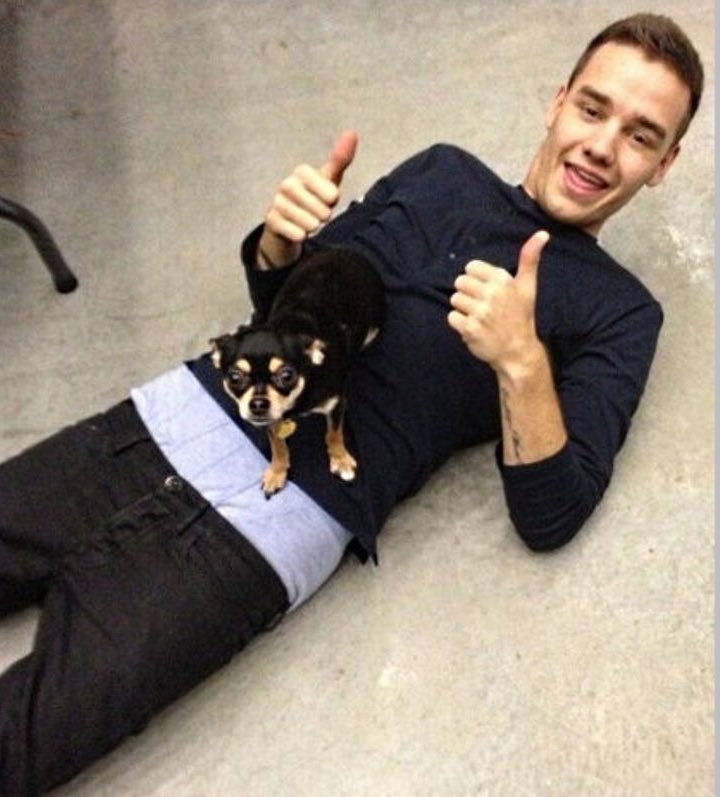 Liam Payne with dogs; a very necessary thread