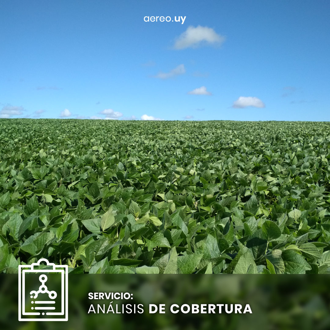 aereouy's tweet photo. Detecte las diferentes zonas de cobertura en su cultivo, logrando actuar sobre las menos desarrolladas antes de que impacten el rendimiento.

Escribinos al 099754555 o en nuestra web https://t.co/9VncwDruSh

#agrouruguay #drones #uruguay #agricultura #agro https://t.co/Yc2wSG8FYz