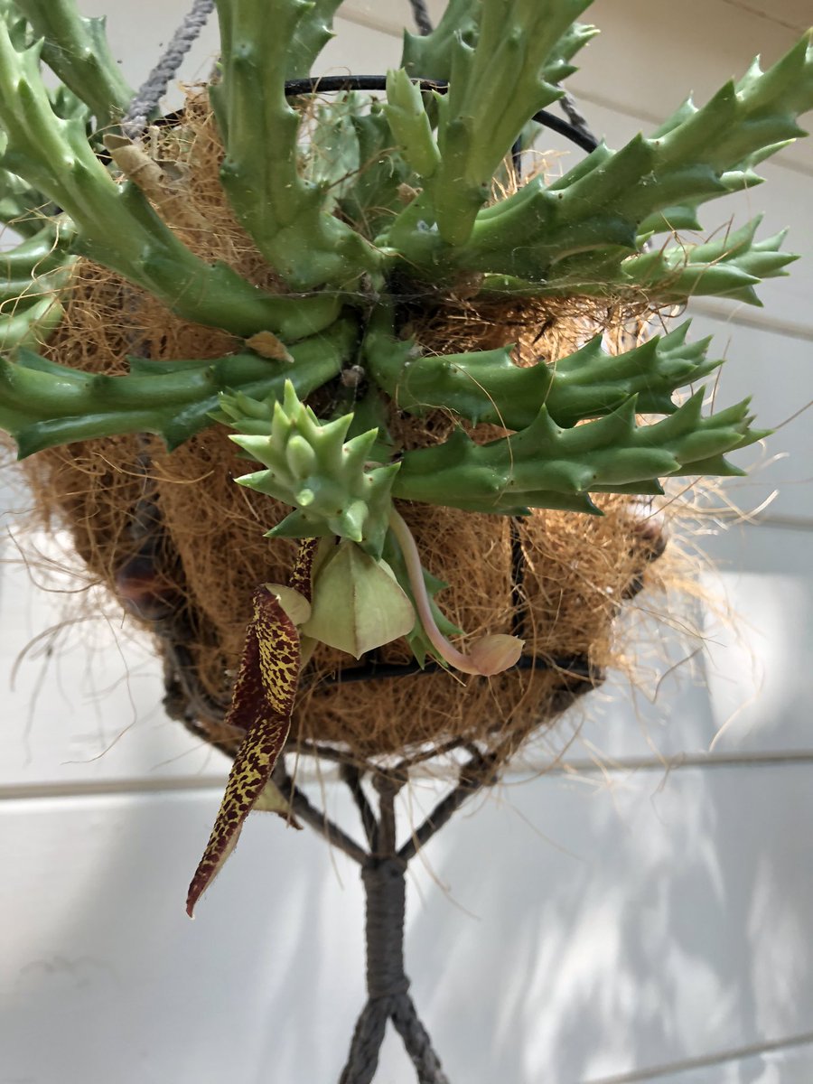 jenicaviolet's tweet photo. Oops! 
I realized this flower is not the Starfish Cactus. 
It’s a Starfish Plant, or #OrbeaVariegata aka #AssFlower ... the flower stinks like rotting flesh, which explains the flies. Pic with horsefly is first bloom... other pics are second bloom. I love this plant! https://t.co/ASxd3nqJKm
