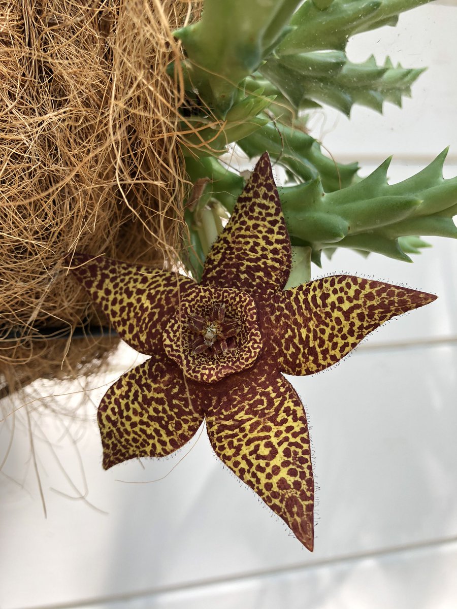 jenicaviolet's tweet photo. Oops! 
I realized this flower is not the Starfish Cactus. 
It’s a Starfish Plant, or #OrbeaVariegata aka #AssFlower ... the flower stinks like rotting flesh, which explains the flies. Pic with horsefly is first bloom... other pics are second bloom. I love this plant! https://t.co/ASxd3nqJKm