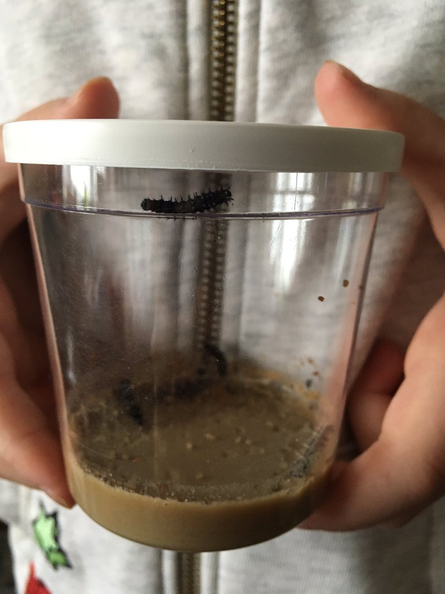 GibbsHuke's tweet photo. Caterpillar watch day 1, with Lillie and Jake @Royalpark_Y3_RP @RoyalPark_Y5_EP @RP_Primary https://t.co/3OpVPLohvg