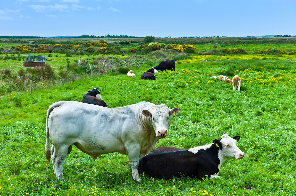 Charolais sires add VALUE to calves!
A client uses Charolais sires for the 1st 10 days of breeding then Angus and Fresian stock bulls
This year he averaged 380€ per calf be they male/female
They calved in the 2nd week of Jan, there is a much stronger demand as supply is limited