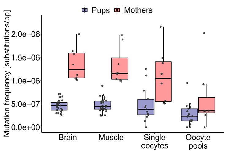 Age-related mutation frequency increase in mammalian oocytes. High-accuracy duplex sequencing reveals low-freq, de novo mutations in mitochondrial DNA from oocytes &amp; somatic tissues. Mutation freq can triple as mice age by 9 months <a href="/MakovaLab/">Kateryna</a> #PLOSBiology plos.io/3fxpReo