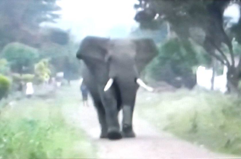 rush_african's tweet photo. Yesterday Elephants visited Kasese district which is one of the bordering districts to this National Park. The ranger guides had to Intervene so that they do not harm people with their food crops.

Email: unlockafricass@gmail.com
Website: https://t.co/pqh2cgq2li https://t.co/Q1EkN7xvLe