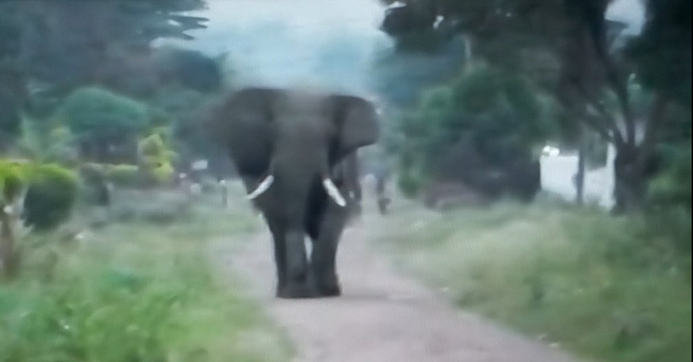 rush_african's tweet photo. Yesterday Elephants visited Kasese district which is one of the bordering districts to this National Park. The ranger guides had to Intervene so that they do not harm people with their food crops.

Email: unlockafricass@gmail.com
Website: https://t.co/pqh2cgq2li https://t.co/Q1EkN7xvLe