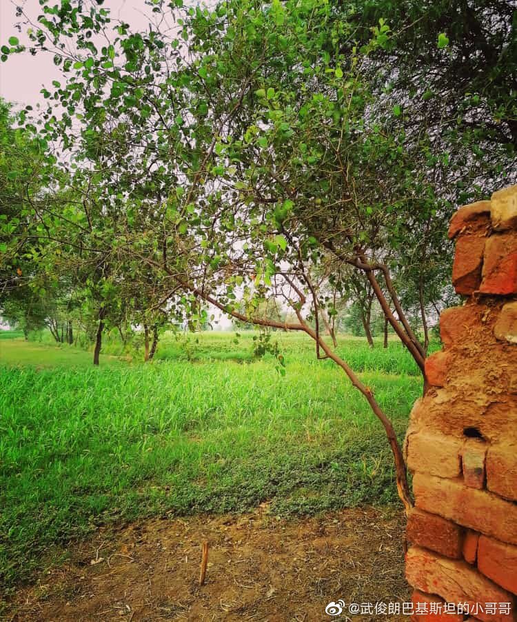 UsmanInChina's tweet photo. Beautiful village #MozaHussainAbad
Kabeer wala #SouthPunjab #Pakistan 🇵🇰 
南旁遮普邦 美丽的巴基斯坦。
@PakistanNature @whatsupPakistan @GandapurPAT @SHABAZGIL @UsmanAKBuzdar @MaddyWithKhan @CynthiaDRitchie @DanyalGilani @Islaamabad @PTISPOfficial @zhang_heqing @wisalbcn @zlj517 https://t.co/Br2fdyL1DP