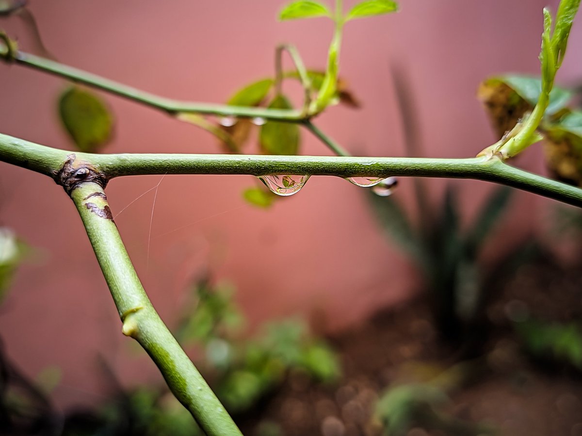 TechFactsRafee's tweet image. Device: #RedmiK20PRO 
GCam : #Miniflex 
For GCam's Join Telegram group.. @TechFactsDisQus 

#GcambyTFR