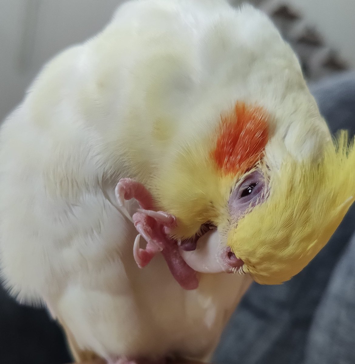So flexible! 😆
柔らかい! 😆
#cockatiel #pets #オカメインコ