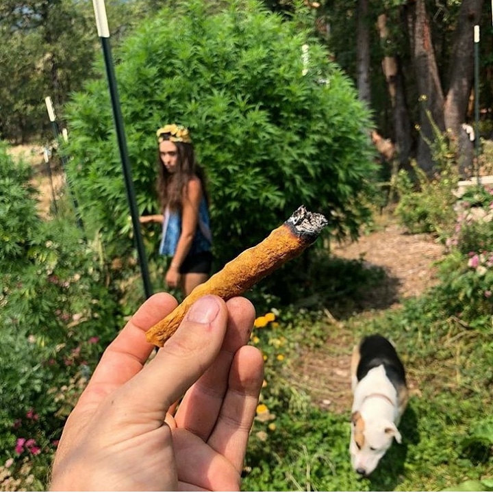 RawcbdS's tweet photo. Blunt or joint? Choose one ☘🔥
.
.
.

#weed #cannabis #addiction #cannabiscommunity #cannabislifestyle #cbd #cbdlife #cbd #cbdoilforless #cbdoilproducts #cbdoilforsale #cbdoilforpets #cbdoilhelps #cbd #imiracle #cannabis #ukcsc #icbd #icbdglobal #ryecbd. https://t.co/43UdO4s1E1