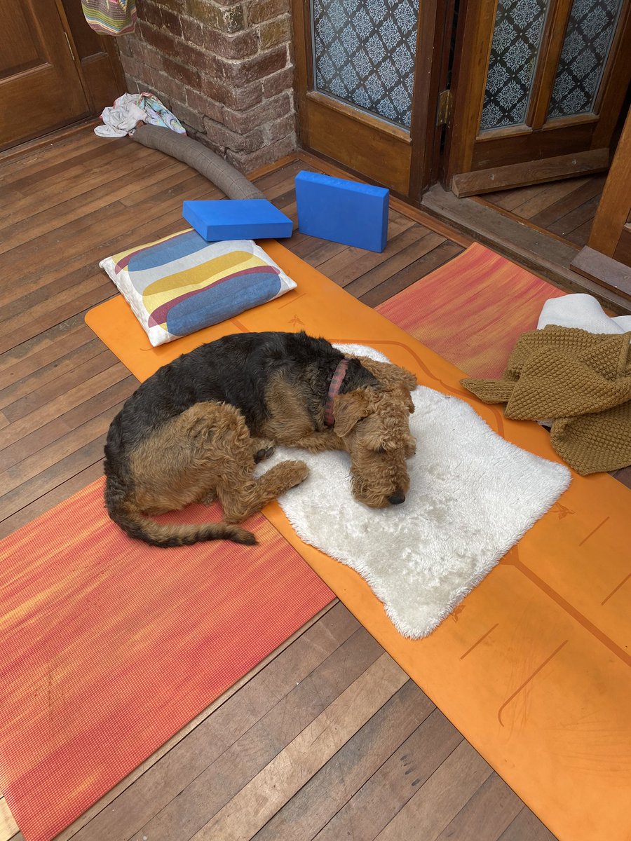 WuWei33's tweet photo. Someone had a glorious yoga session 🐶🧘🏻‍♀️   #wildandpreciouslife #coreyoga #morninggloryyoga #airedaleterrier #airedalesofinstagram https://t.co/rF6lDnyqUF