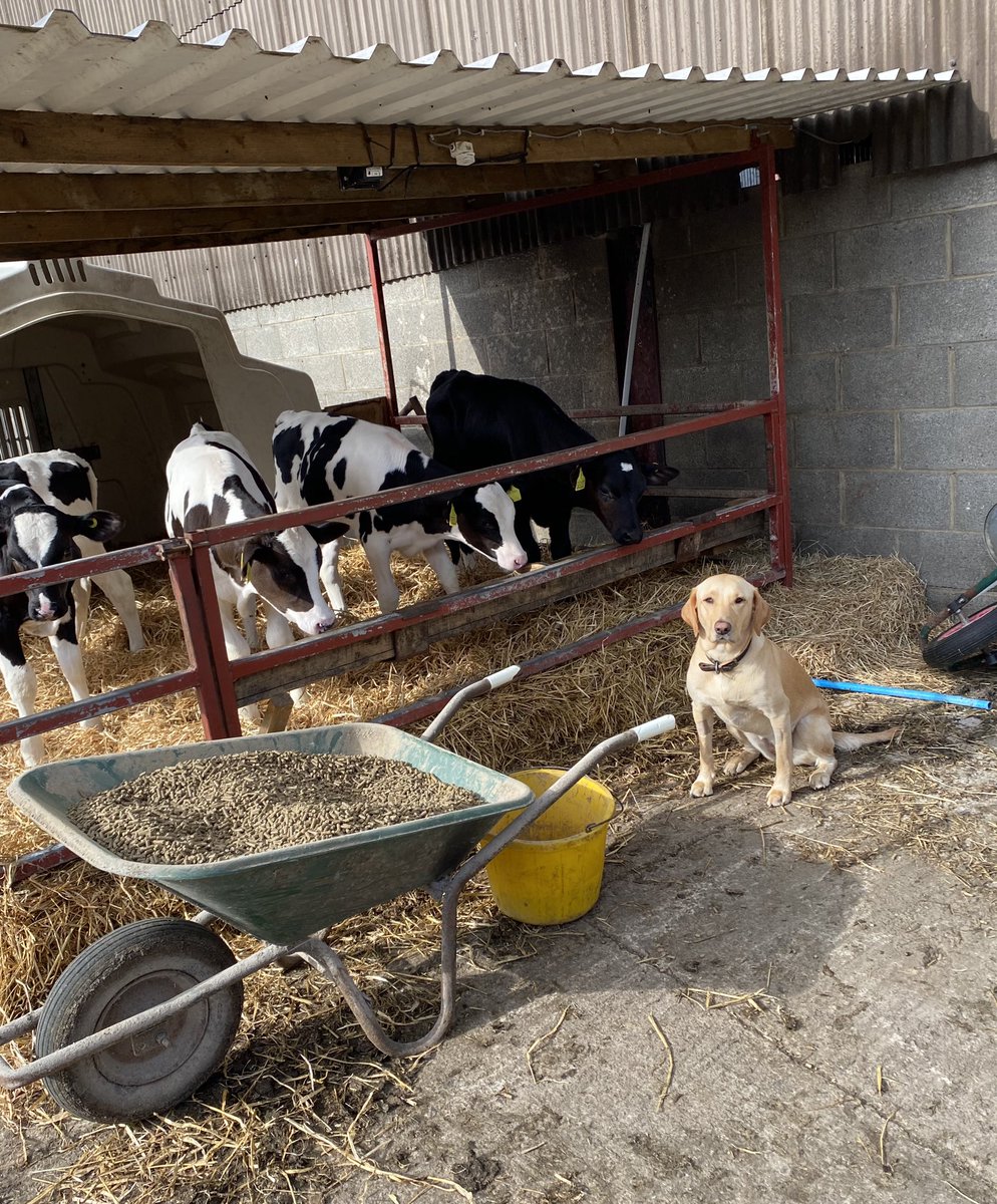 One unimpressed doggo 🐶🐮