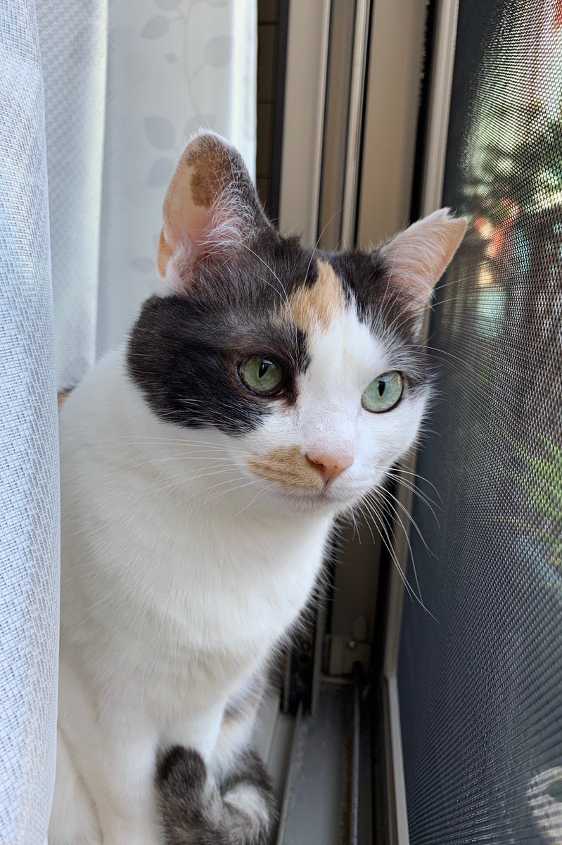 anzu_cailco's tweet photo. あんずは4歳（推定）
元々はお母ちゃん猫でした。
子猫と一緒にと最初は考えたのですが、色々と悩んだ末にあんずだけを引き取りました。
とても後ろ髪引かれる思い…でしたが、
子猫ちゃんも里親さんが見つかり元気にスクスク育っているようです🌸🍑

#三毛猫　#猫　#さくら猫　#保護猫さんと暮らす https://t.co/yBx7ddkq9W