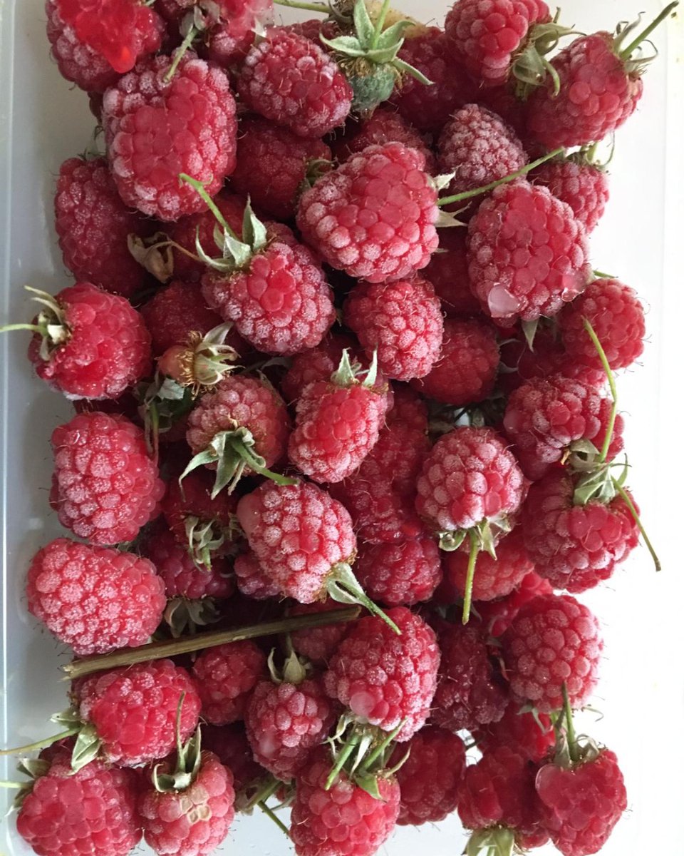 EH_Highbury's tweet photo. A senior resident gave these locally picked raspberries to the food hub volunteers yesterday. When we fed 238 people.
This week's parcels were donated by the #arsenalfoundation, @IslingtonBC #Godfreysbutcher #NorthLondonfoodservice #compassionlondon @LidlGB. Good work guys! https://t.co/wA3RDGoSHi