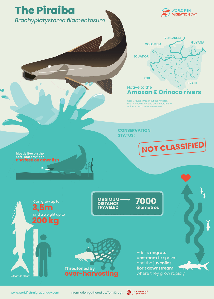 fishmigration's tweet photo. 100 days until #worldfishmigrationday🙌
We're #celebrating with a new #fishfactsheet! The #migratoryfish from South America: Piraiba! Up to 3,5m in length and 200 kg of weight, the fish is big enough to swallow a man! Luckily, they prefer to feed on other fish😅 https://t.co/PagGk4e5Xe
