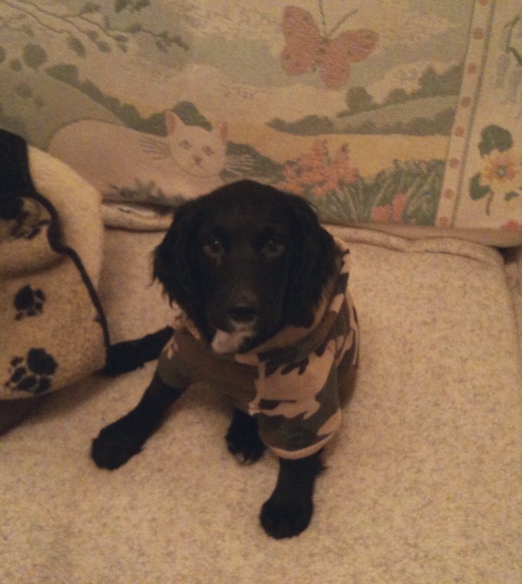 madcap_max's tweet photo. @slpalmerwalker Here you go Ames, a mini Menace in a camo coat!!! #December2011 🥰😘😍 https://t.co/xZMu7lToGL