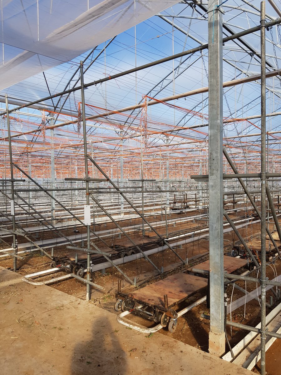 colbeggie's tweet photo. What a difference a couple of days makes! Removal of the first crop from the greenhouse, and now to restock with the second crop of @driscollsberry Victoria from the holding area! #softfruit #scottishberries #choochoo https://t.co/uNvYDCJuwi