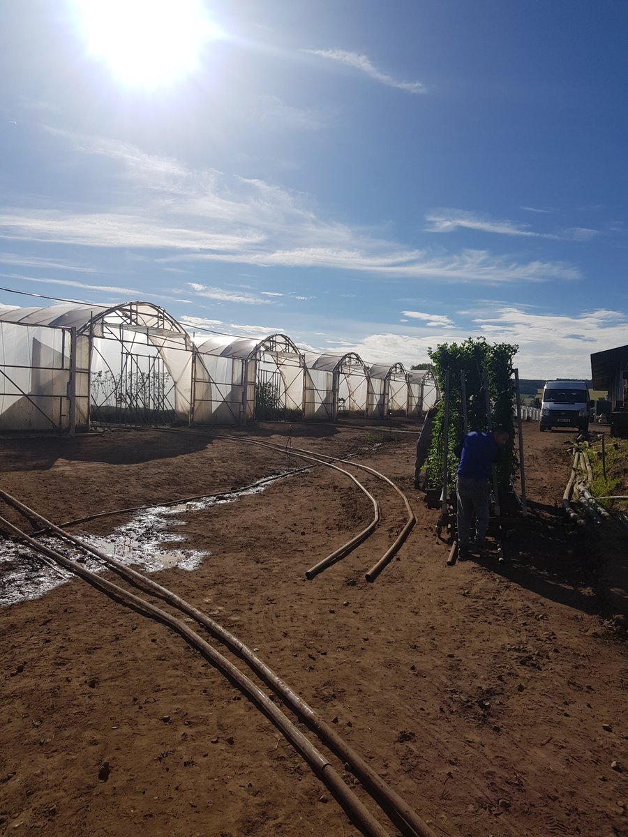 colbeggie's tweet photo. What a difference a couple of days makes! Removal of the first crop from the greenhouse, and now to restock with the second crop of @driscollsberry Victoria from the holding area! #softfruit #scottishberries #choochoo https://t.co/uNvYDCJuwi