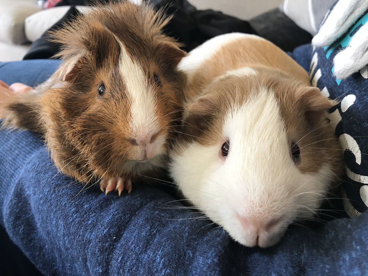 Jade12011448's tweet photo. HAPPY #GuineaPigAppreciationDay to the two little furries in my life 🥰 https://t.co/LqSTAkyLlN