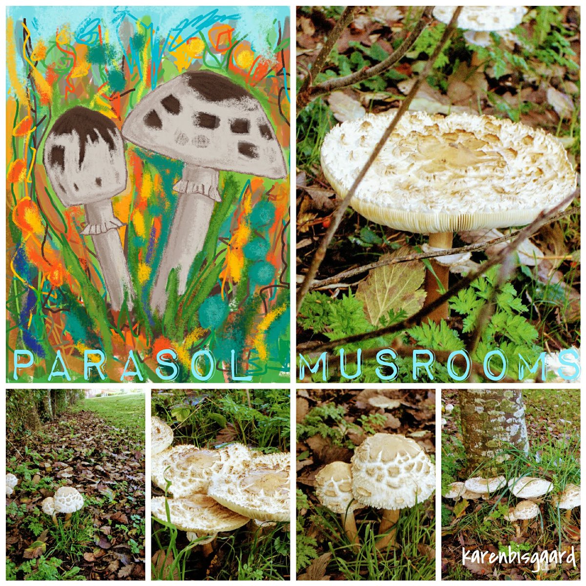 KarenBisgaard1's tweet image. karenspostcardpaintings.blogspot.com/2017/12/mushro…
#parasolmushrooms #digitalpainting #collagepic