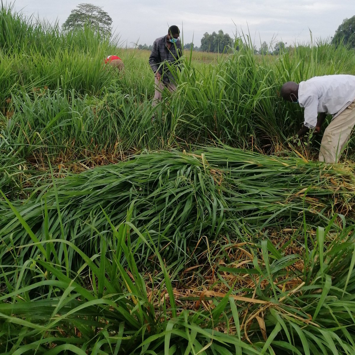 Ruth_AJohns's tweet photo. We all know that despite the pandemic our livestock still have to eat, and our young ones still have to enjoy milk, take a look, These are varieties of Brachiaria and Panicums, best suited for high milk production. You can simply change your grass to Cash any moment. https://t.co/EamO38IhQT