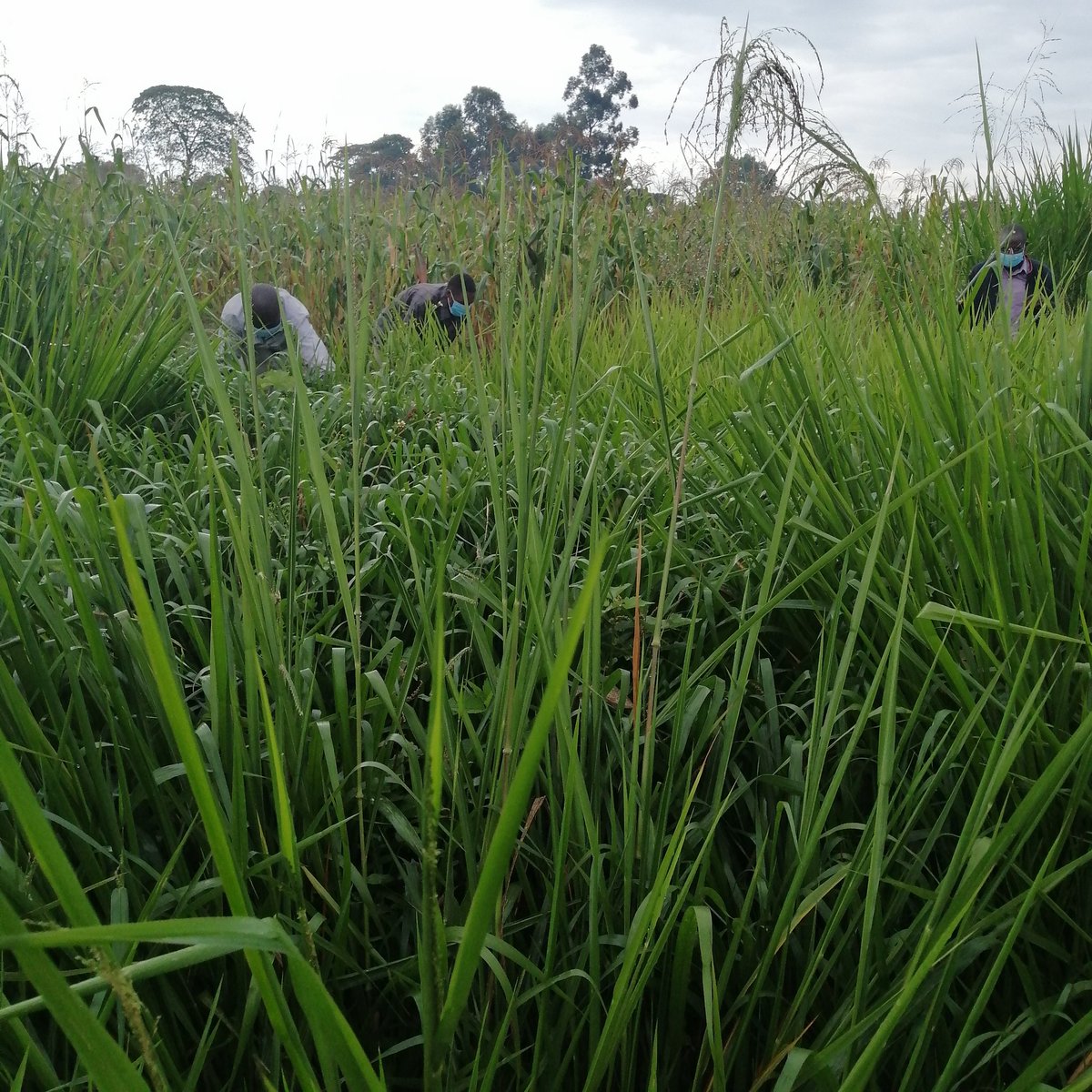 Ruth_AJohns's tweet photo. We all know that despite the pandemic our livestock still have to eat, and our young ones still have to enjoy milk, take a look, These are varieties of Brachiaria and Panicums, best suited for high milk production. You can simply change your grass to Cash any moment. https://t.co/EamO38IhQT