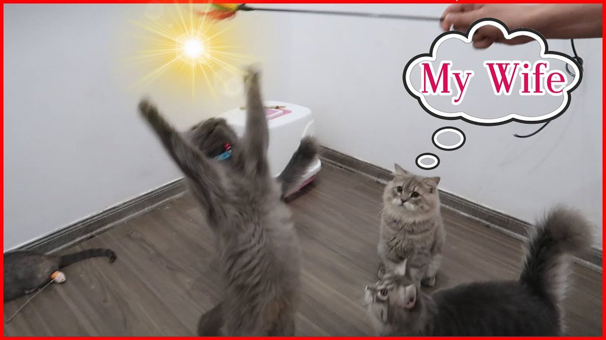 MeowMoeDotCom's tweet photo. #Cute Cats Playing With Toys 2020 - ...
#Cats #Cat #Kittens #Kitten #Kitty #Pets #Pet #Meow #Moe #CuteCats #CuteCat #CuteKittens #CuteKitten #MeowMoe #Animal #AnimalCompilation #CatsAndDogs #Challenge #Compilation #CuteCat #CuteCats
https://t.co/eZzl4B9sDF https://t.co/PFzfC7gvNy