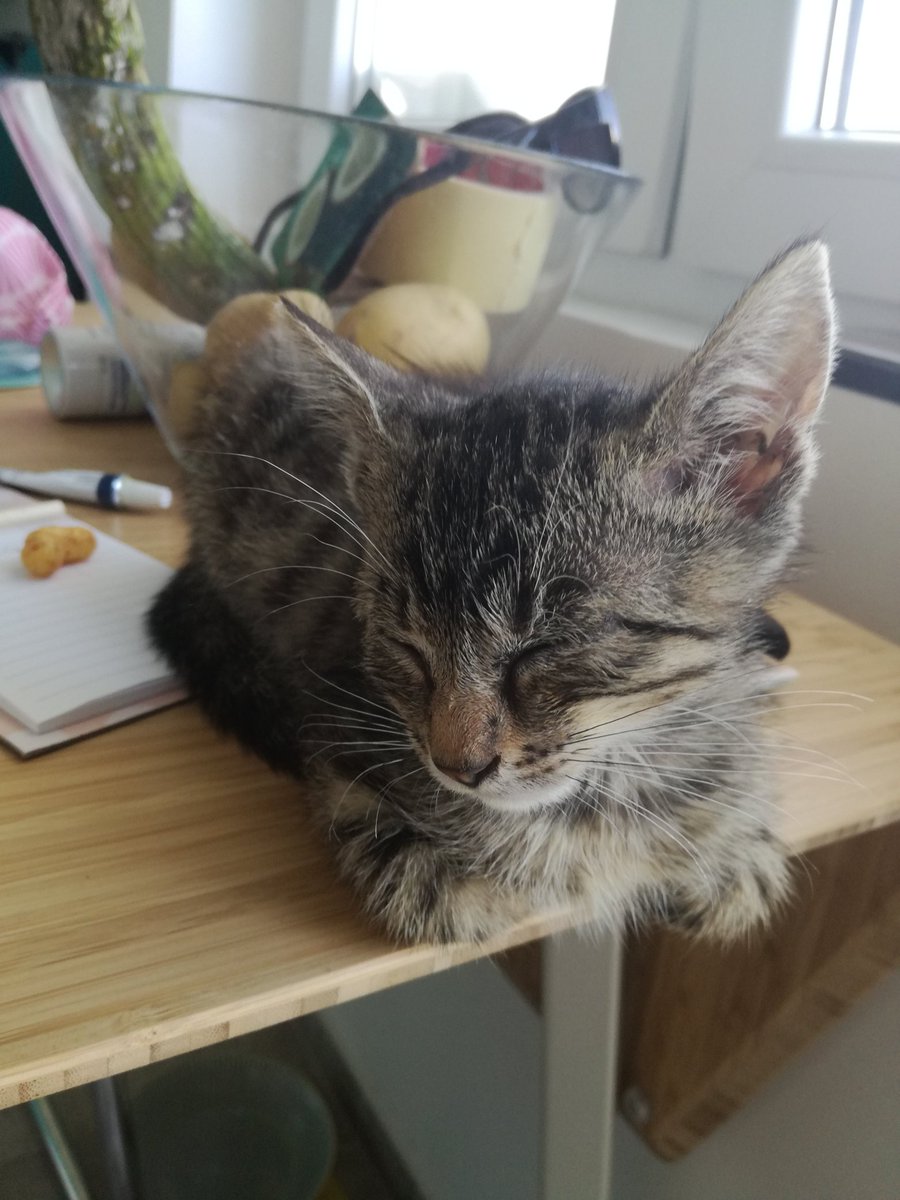 Mislam deka najdov ime za maliov, Smokey