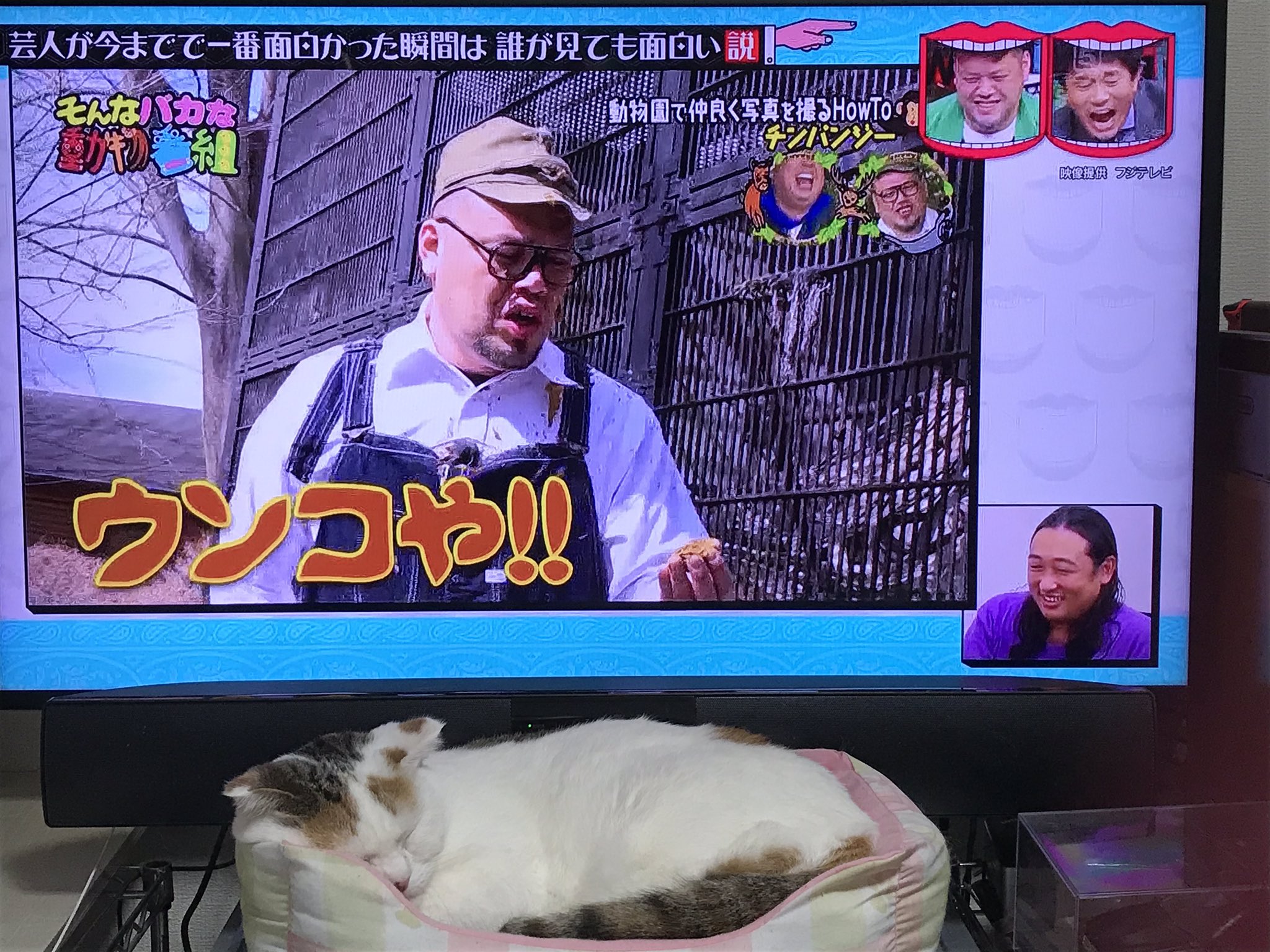 はなちゃん 水曜日のダウンタウン 芸人が今までで一番面白かった瞬間は誰が見ても面白い説の ウンコを投げられるくっきーと柔道日本代表の発表会見ワロタ T Co Lqwv6la4q6 Twitter
