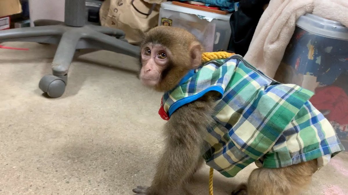 プーキーズ サブチャンネル きゃわたん 子猿のルートくんの 甘えた鳴き声 がめっちゃ可愛いから聞いて T Co Wfkuv9d0qq