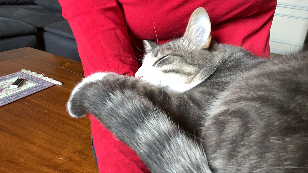 ebodyguard's tweet photo. Travailler en bonne compagnie aurait des vertus insoupçonnées. Après la pause café, je voulais me remettre au #desking mais mon collègue m’a convaincue de rester à la réunion #furandpurr de 10h15 expliquant les bonnes raisons de se mettre au #caressing et au #ronroning 
#derien https://t.co/Te6KTus3Tf
