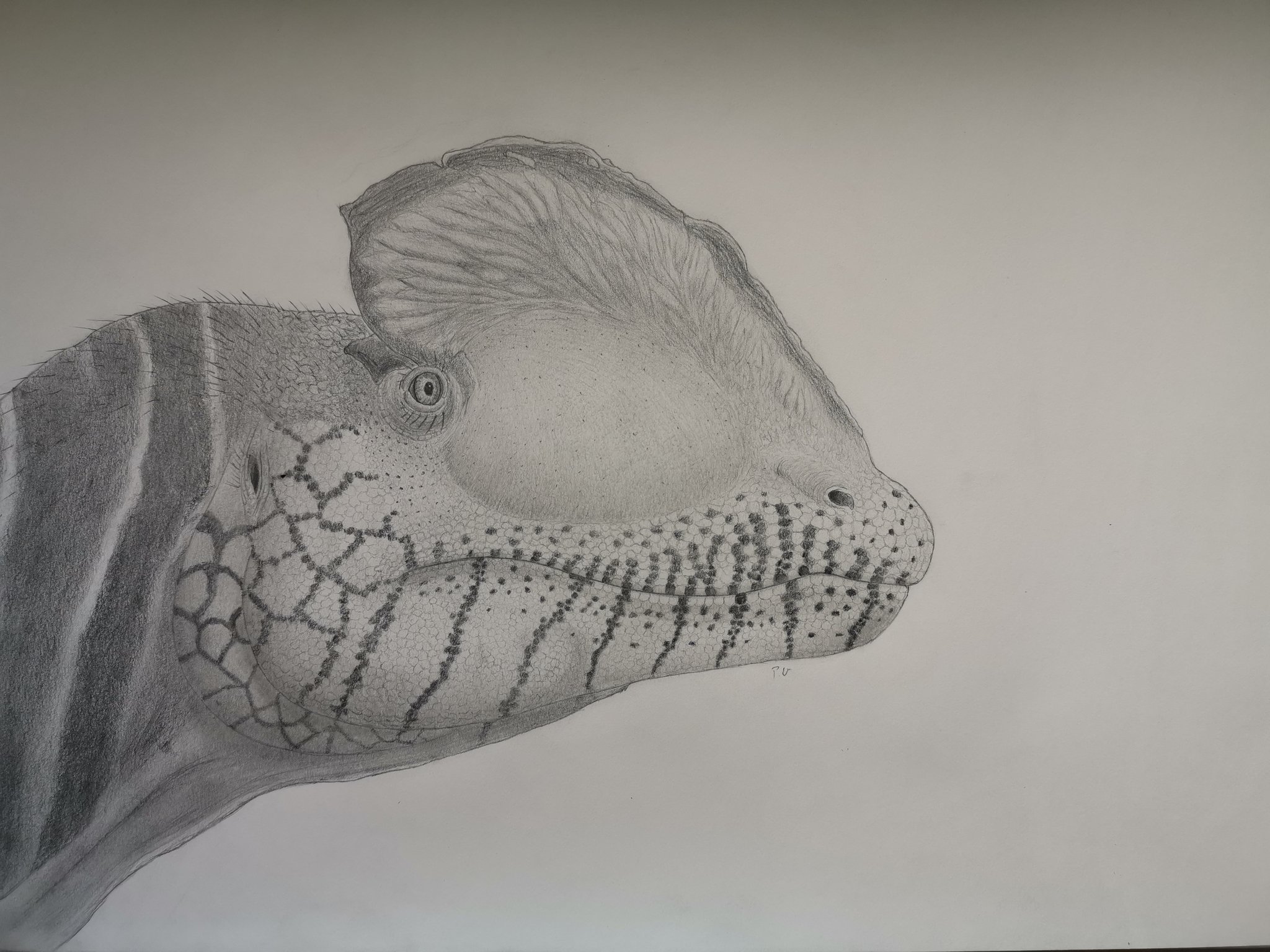 Dilophosaurus Reconstruction