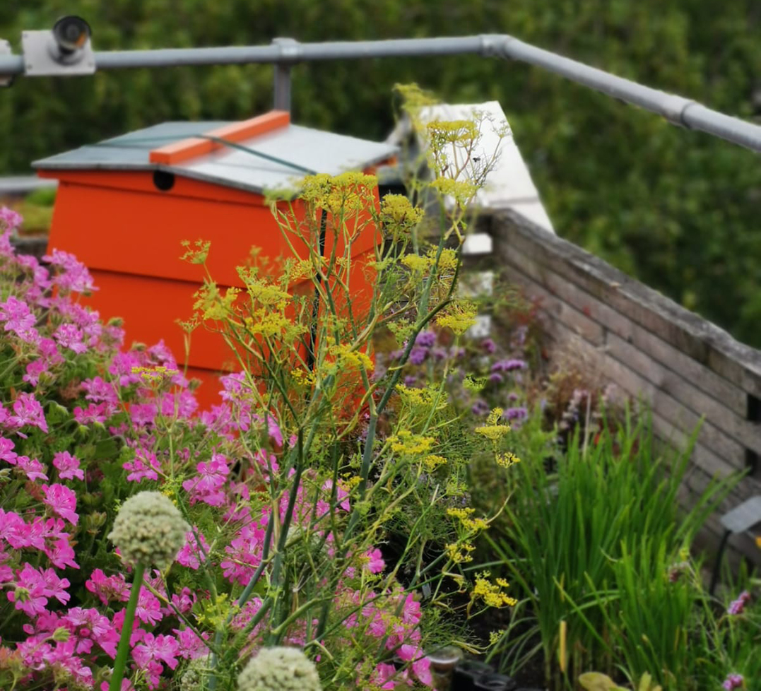 CDALDN's tweet photo. THE BEES ARE BACK IN TOWN!
As our city reopens and workers begin to return, so have our bees, beekeepers and roof top gardeners.
#BeeWild #WildWestEnd #CarpmaelsRansford #ConwayHall #LeCordonBleu
#RadissonBloomsburyHotel #RosewoodLondon #MidtownLDN https://t.co/wzOtz11VfC