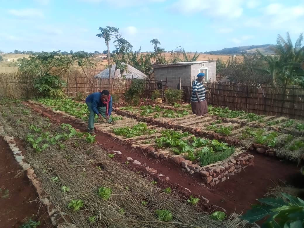 AcatLilima's tweet photo. We assist small-scale farmers produce their own food using sustainable agriculture methods, whereby locally available resources and environmentally friendly techniques is promoted.
#permaculture #multiplecropping https://t.co/GQGePDQhkm