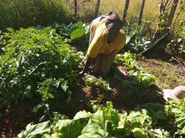 AcatLilima's tweet photo. We assist small-scale farmers produce their own food using sustainable agriculture methods, whereby locally available resources and environmentally friendly techniques is promoted.
#permaculture #multiplecropping https://t.co/GQGePDQhkm