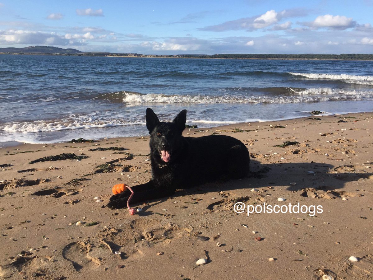 PSOSDogs's tweet photo. There was no messing about last night with #PDZiva on duty. 20minutes after officers lost sight of a suspect fleeing from a crashed stolen vehicle, this girl located him hiding in piping down a steep gully. #HideNSeekChamp #JailTime #PoliceDogsOfTwitter ๐พ๐ด๓ ง๓ ข๓ ณ๓ ฃ๓ ด๓ ฟ https://t.co/58FOOlFPVv