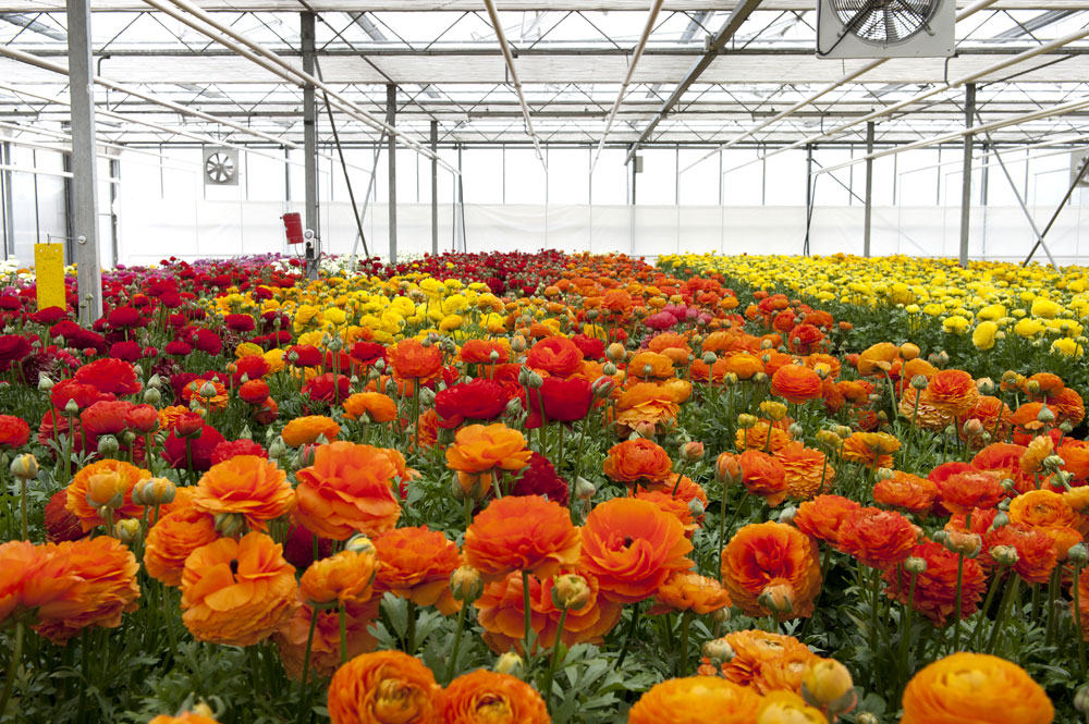 Schoneveld Breeding tweet media