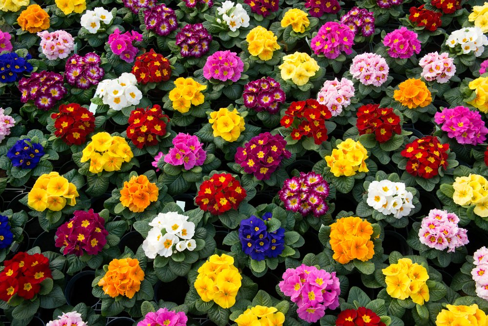 Schoneveld Breeding tweet media