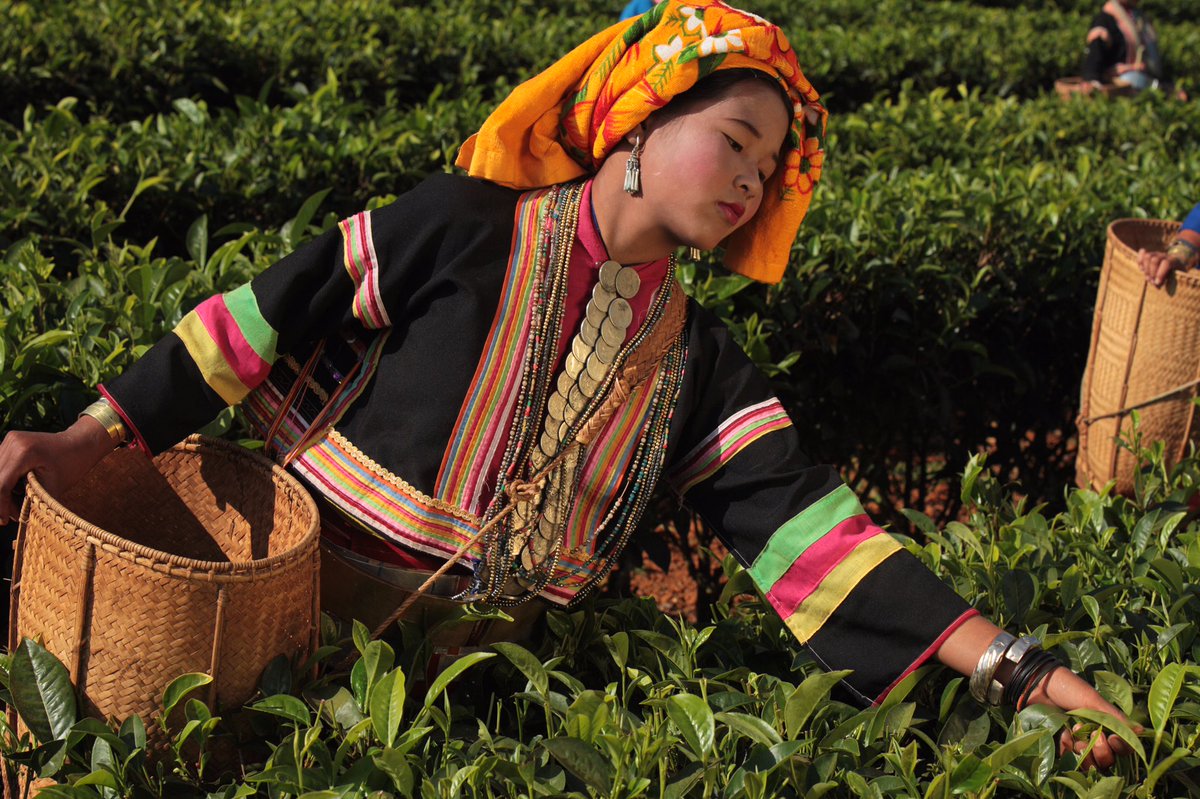 Hello Tea Lover! I’ve put all my wealth on me and I’m ready to make you a cup of tea.😘 😘{ Your #CupOfTea from #TheShanTea } 🍵 🌱 We nurse, plant, manufacture, market &amp; distribute 🌱 ☕️ { Just for your Cup of Tea} ☕️ #lovetea #teamaking #drinktea #teafarmer