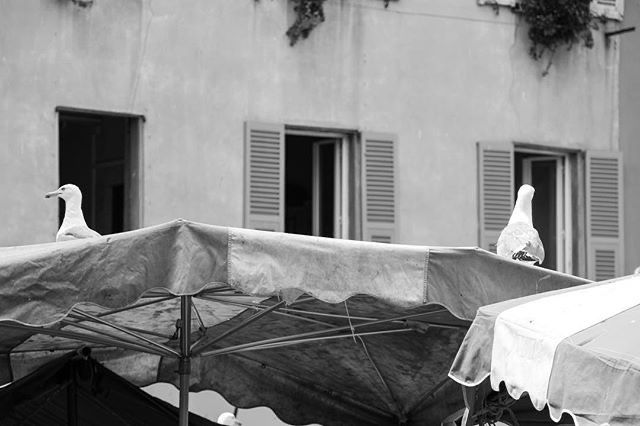 f_vincent's tweet photo. Reposting @v2fphotographer:
...
#v2fphotographer #streetphotography 
@VilledeNice @Nice_Matin @igersnice @IGersFrance https://t.co/gPdgZV20pA