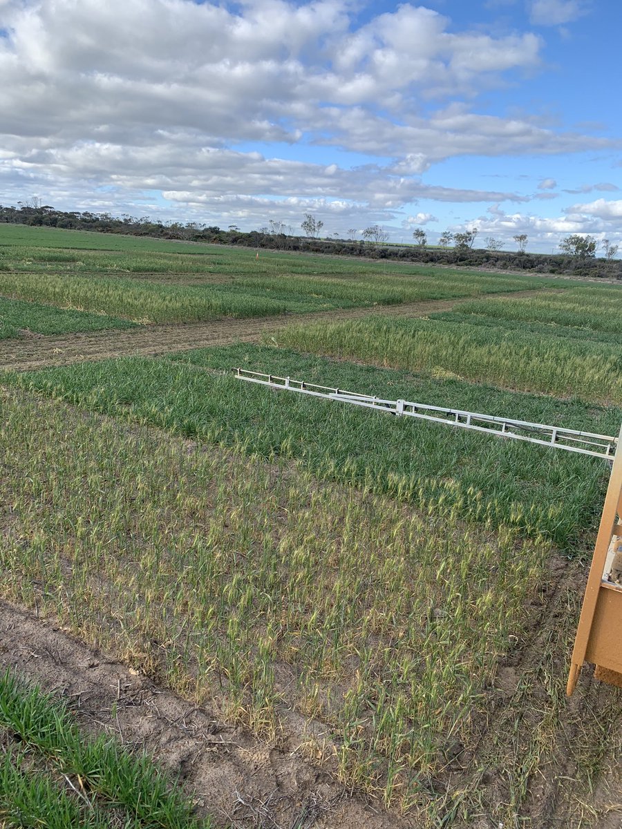 Luke Marquis tweet media