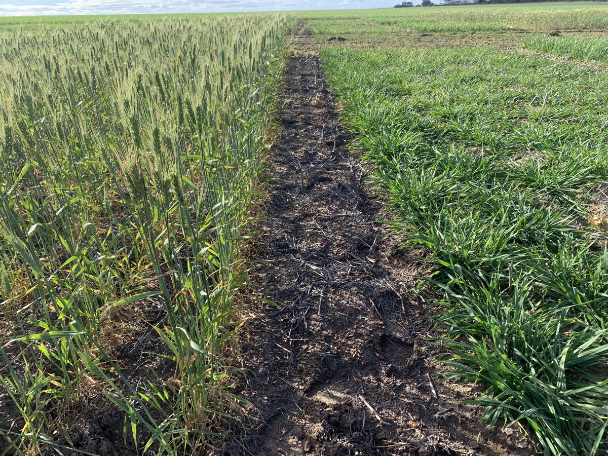 Luke Marquis tweet media