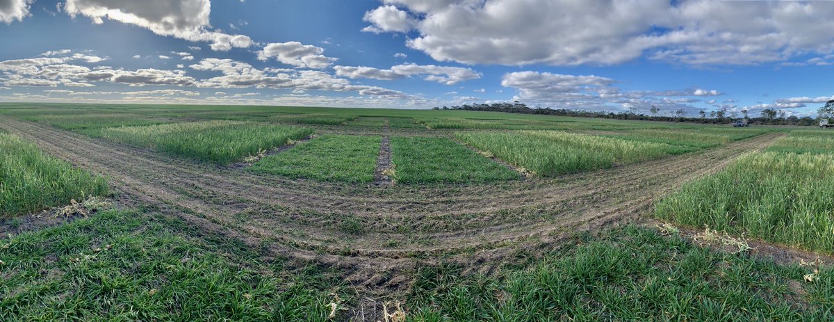 South East Agronomy Esperance 17th March sown long season wheat Trial. Recent treatments included Growth Regulators, High Copper rates, various N Rates the First of 3 Fungicides, and simulated grazing. 11 varieties with some very exciting opportunities. DM  cuts very interesting!