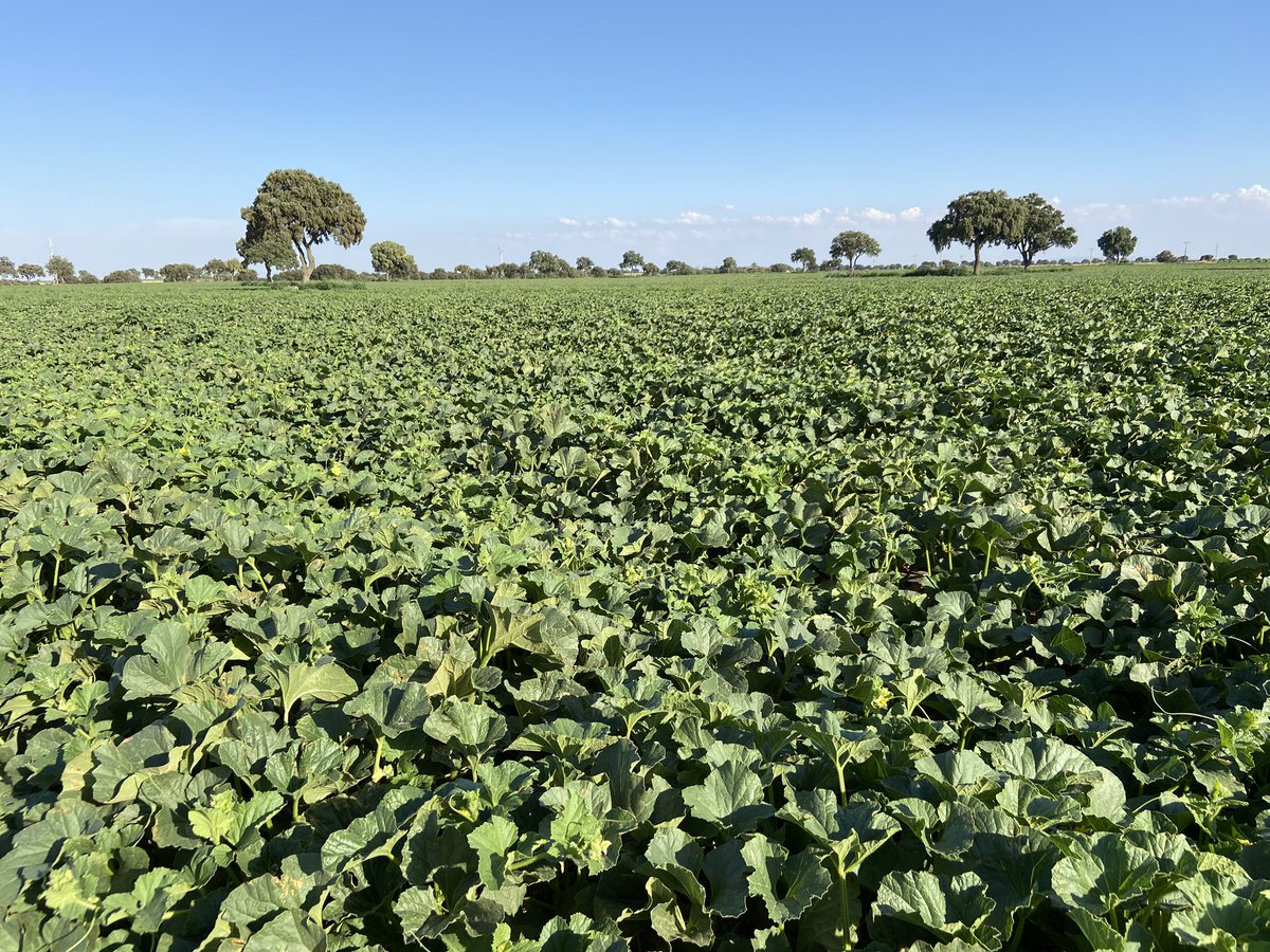 Comenzando campaña #melon🍈en #LaMancha <a href="/SeminisIberia/">Seminis Iberia</a>