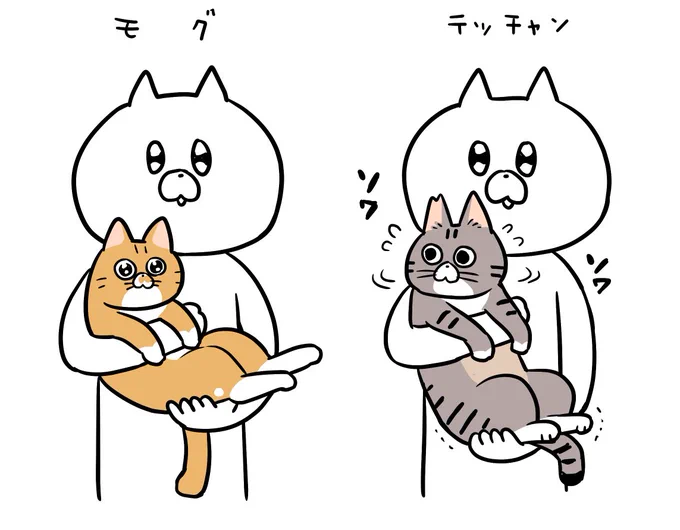 猫だっこ。されるがままなモグと、落ち着かず体がこわばるテッチャン(いざというとき逃げるため、足を踏ん張っている)性格がよくあらわれている。#テチモグ日記 #テッチャン日記 