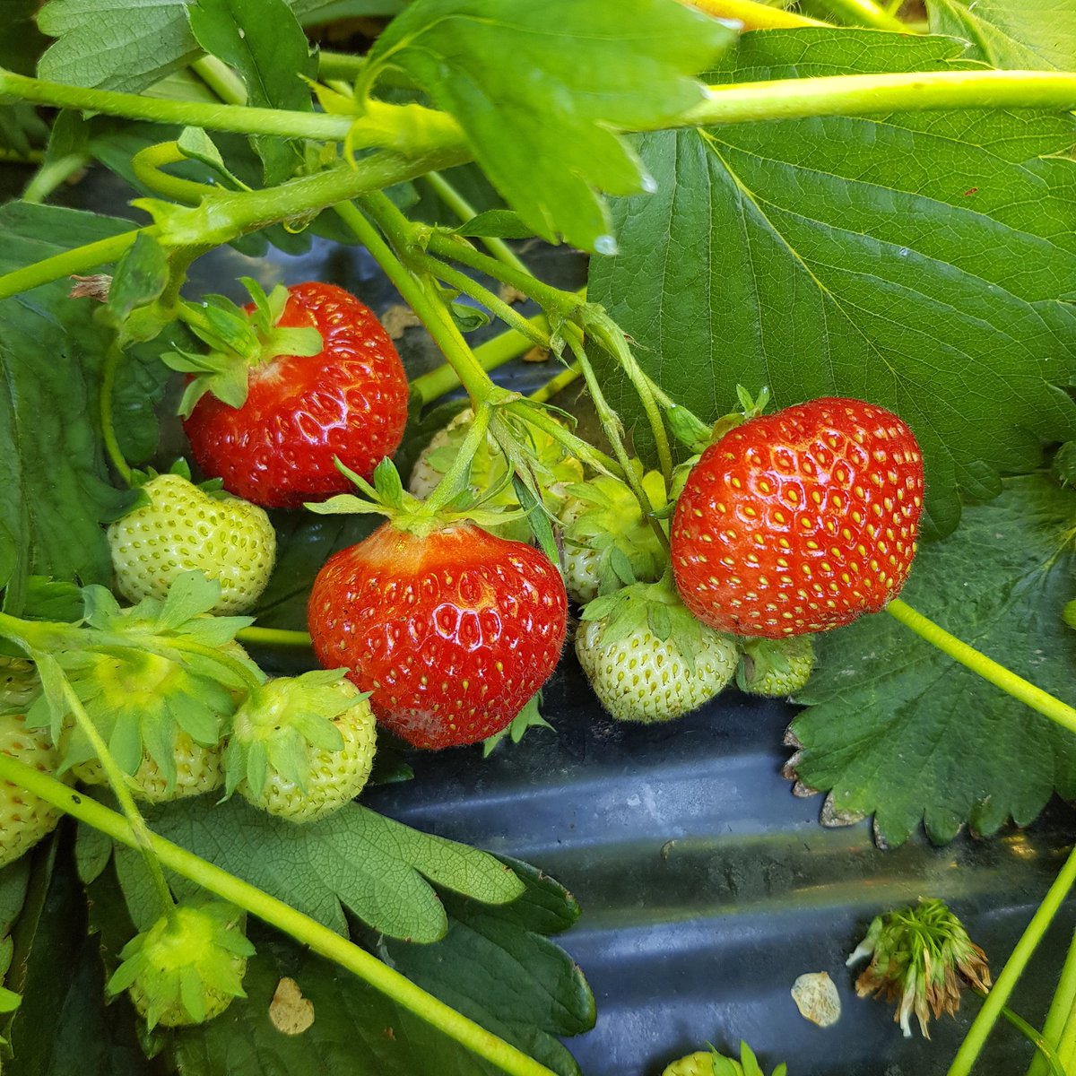 Juuri poimittuna tai talvella pakastimesta. Mansikat Brandtin mansikkatilalta. Nyplockade jordgubbar. #brandtinmansikkatila #vitaminer #njuterivinter #österbotten